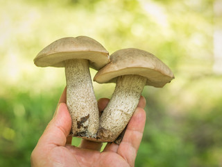 A man holds in his hand two large mushrooms on the background of the forest.
