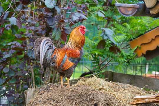 Beautiful rooster on the dung heap