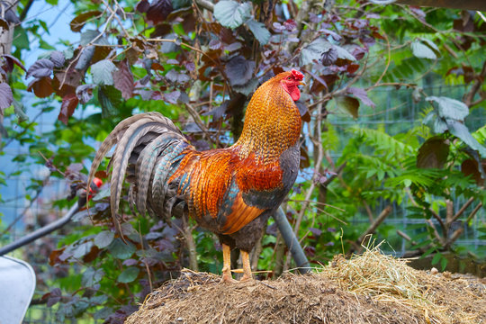 Beautiful rooster on the dung heap