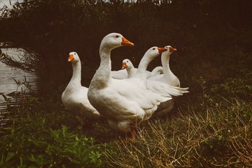 geese