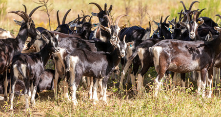 Herde mit ziegenböcke