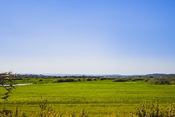 Overview of a rice planting field in Portugal on a summer day. Colourful over processed. 