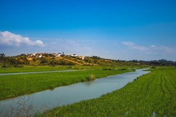 Overview of a rice planting field in Portugal on a summer day. Colourful over processed. 