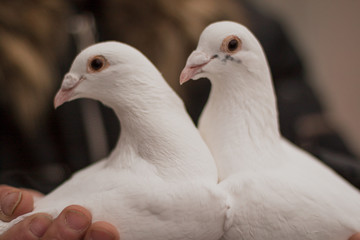 Two white pigeons are sitting close up