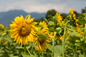 Sunflower Flower Blossom. Golden sunflower in the field backlit by the rays of the setting sun.	