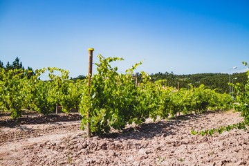 Vineyard on a summer day at Portugal with natural light. Green grape. 