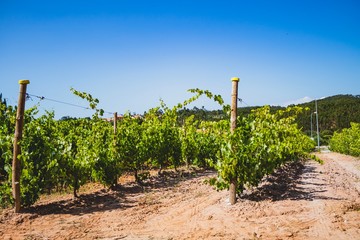 Vineyard on a summer day at Portugal with natural light. Green grape. 