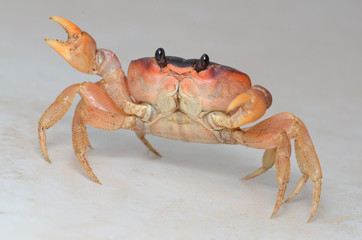 Small orange crab with belligerently raised claws on a neutral white background