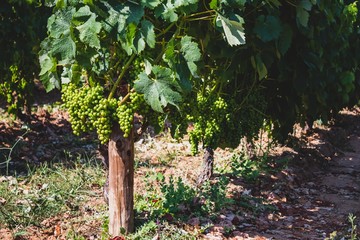 Vineyard on a summer day at Portugal with natural light. Green grape. 