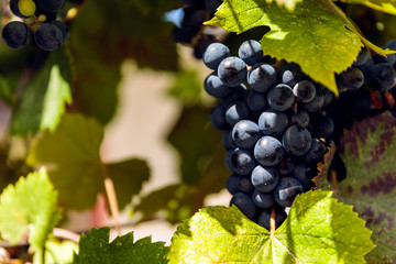 Blue grapes on a vineseasonal food concept