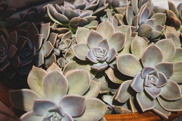 Close up succulent on a summer day. Natural light. Boho style processed. Peaceful image. 