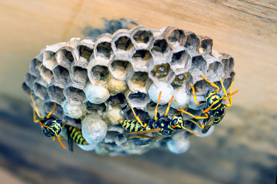 Wasp nest with larvae. Concept- danger, allergic reaction to a wasp sting.Selective focus.