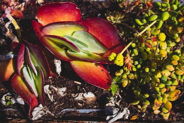 Close up succulent on a summer day. Natural light. Boho style processed. Peaceful image. 