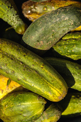 Cucumber background Cucumber harvest. many cucumbers. cucumbers from the field.