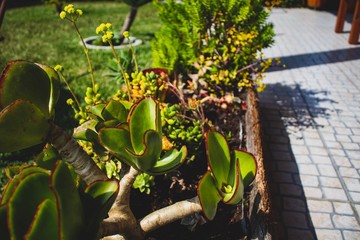 Close up succulent on a summer day. Natural light. Boho style processed. Peaceful image. 