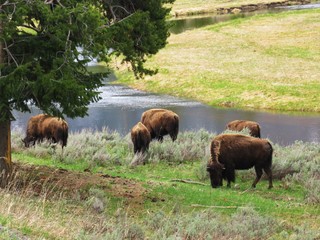 Bison
