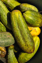 Cucumber background Cucumber harvest. many cucumbers. cucumbers from the field.