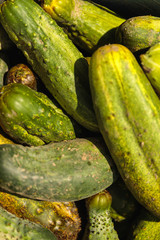 Cucumber background Cucumber harvest. many cucumbers. cucumbers from the field.