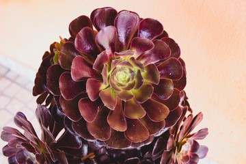 Close up succulent on a summer day. Natural light. Boho style processed. Peaceful image. 