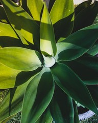 Close up succulent on a summer day. Natural light. Boho style processed. Peaceful image. 