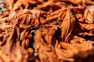 Colorful autumn leaves. Autumn background.