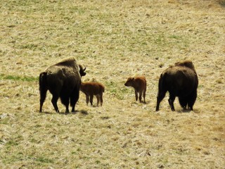 Bison