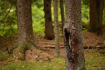 Fototapeta premium Trunks of fir trees on green moss against the background of a summer forest