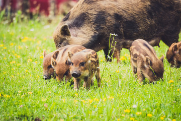 Baby Pigs Apuan Alp