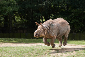 Fototapeta premium Rhino jumping and running with its four legs in the air