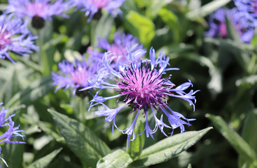 Photographed close up blue cornflower, growing in a garden, spring.