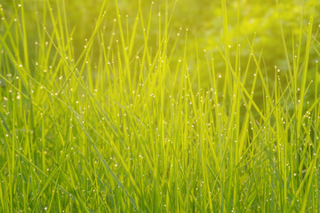 green grass in the morning with dew drops