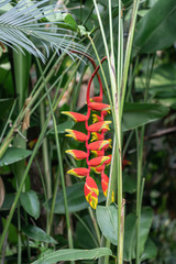 Beautiful red Heliconia rostrata flower in a garden.Common names for the genus include Hanging lobster claw or False bird of paradise.