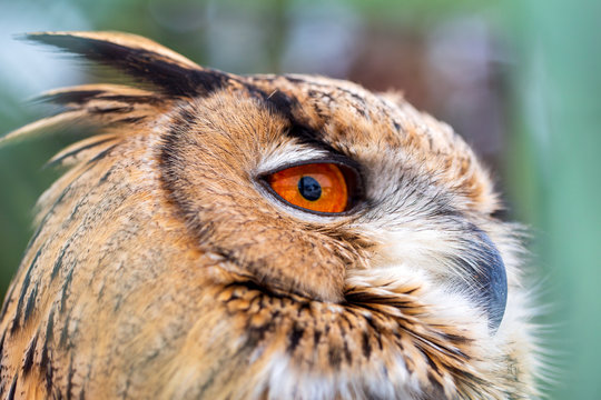 Eule - Uhu - Greifvogel - Nachtaktiv