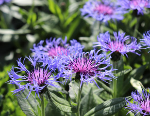 Photographed close up blue cornflower, growing in a garden, spring.