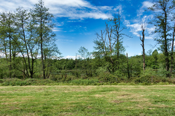 Park in the summer with a pond behind it