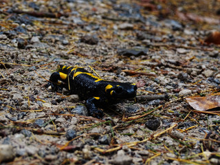 Feuersalamander