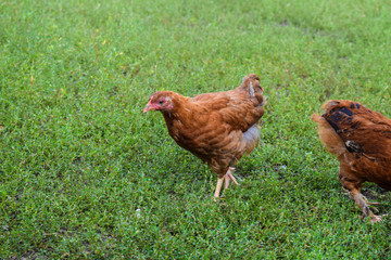 Young chick walks on green grass. Expressing poultry