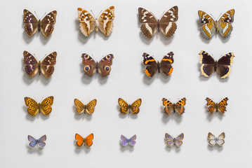 Fototapeta premium Collection of butterflies on a white background. Photographed close-up.