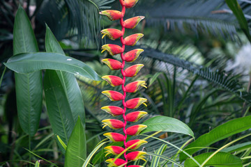 Beautiful red Heliconia rostrata flower in a garden.Common names for the genus include Hanging lobster claw or False bird of paradise.