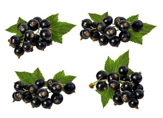 Fresh black-currants with leaf isolated on white background with clipping path