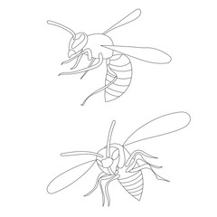 vector, isolated, insect, wasp outline, bee