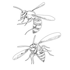 insect, sketch with wasp lines, bee flies