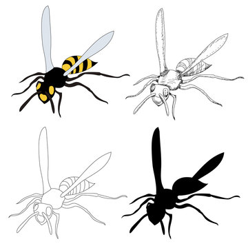  insect, wasp, bee with sketch and silhouette