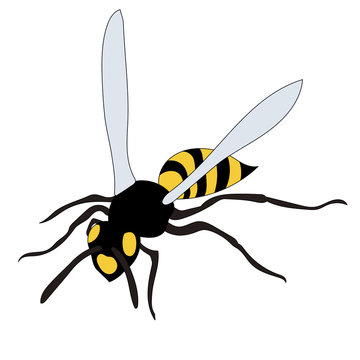 vector, isolated, insect, wasp, bee