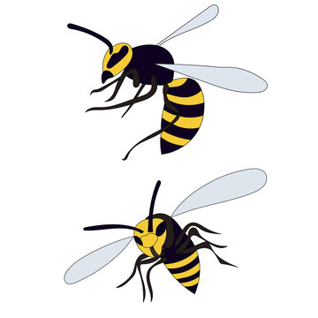 vector, isolated, insect, wasp, bee fly