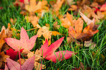 Beautiful autumn outdoor background nature of red maple leaves and dry leaves fallen