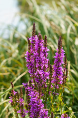 Lythrum salicaria, plant with dark red or purple flowers in the meadow on