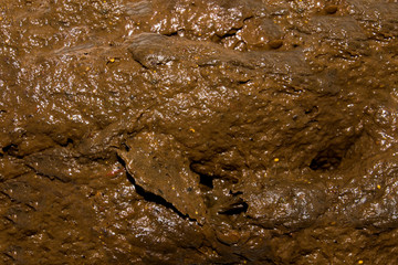 Texture of shit.Background of excrement.Shit in the sewers.
