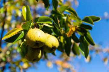 Pears on a branch. Natural, organic pears. Three ripening pears on one tree branch.