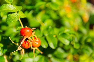 Wild rose berries. Three dogrose berries on a branch. Red berries under the bright sun.